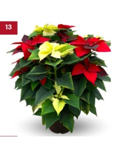 Poinsettia o Flor de Pascua multicolor grande (maceta 23 cm ø)