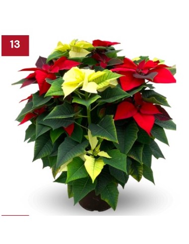 Ponsetia o Flor de Nadal multicolor gran (test 23 cm ø)
