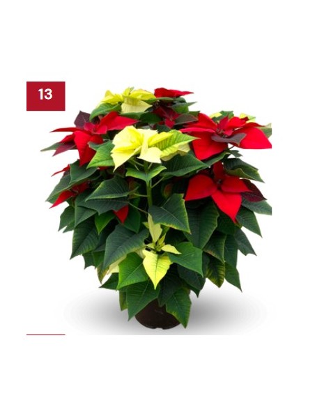 Ponsetia o Flor de Nadal multicolor gran (test 23 cm ø)
