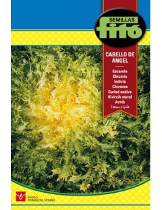 Semilla de escarola cabello de angel