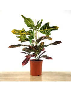 Croton Excellent (maceta 17 cm ø)