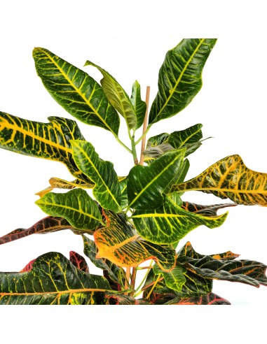 Croton Excellent (maceta 17 cm ø)
