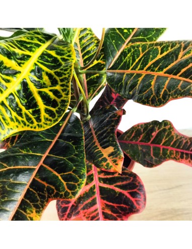 Croton Excellent (maceta 17 cm ø)