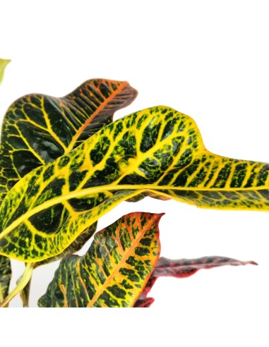 Croton Excellent (maceta 17 cm ø)