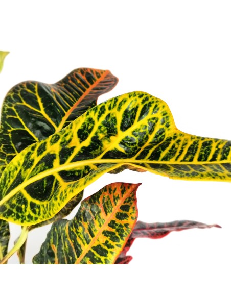 Croton Excellent (maceta 17 cm ø)