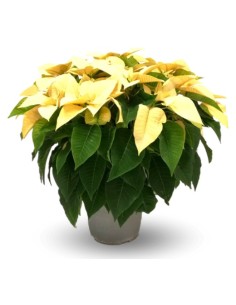 Poinsettia o Flor de Pascua amarilla grande (maceta 21 cm Ø)