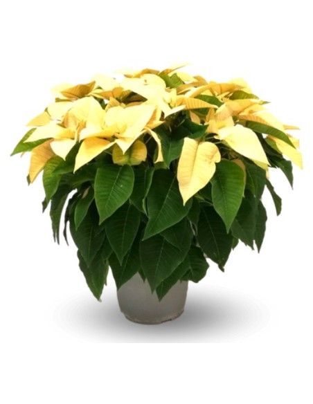 Poinsettia o Flor de Pascua amarilla grande (maceta 21 cm Ø)