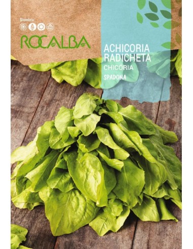 Semilla achicoria Spadona