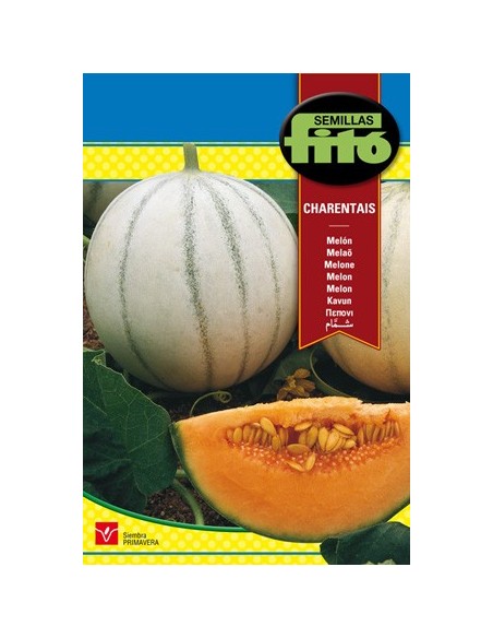 Graine de melon français de couleur saumon très parfumée