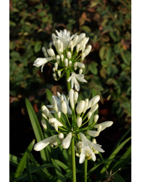 Agapanthus Praecox 'White' de flor blanca