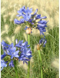 Agapanthus (test 14 cm Ø)