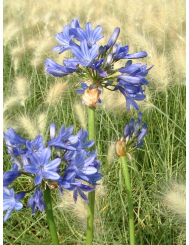 Agapanthus (maceta 14 cm Ø)