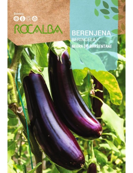 Semilla berenjena Negra de Barbentane