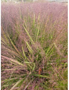Eragrostis spectabilis (maceta 16 cm Ø)