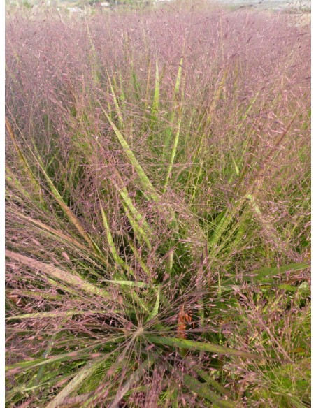 Eragrostis spectabilis (test 16 cm Ø)
