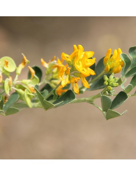 Medicago arborea