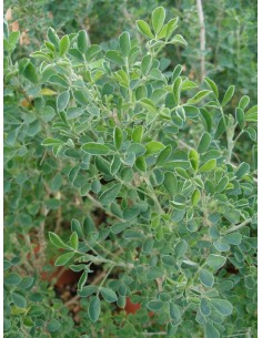 Medicago arborea 2