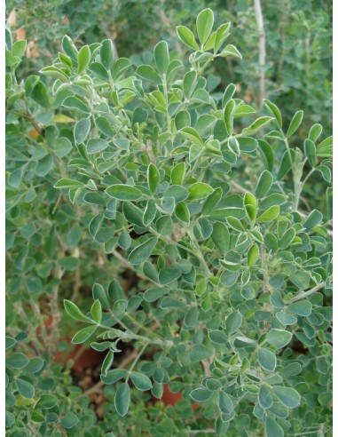 Medicago arborea