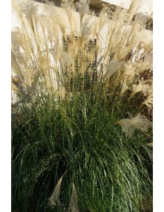 Miscanthus sinensis