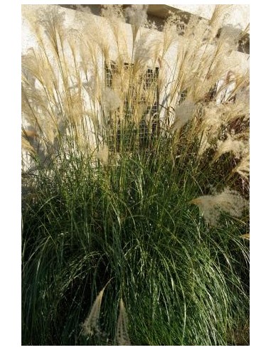 Miscanthus sinensis