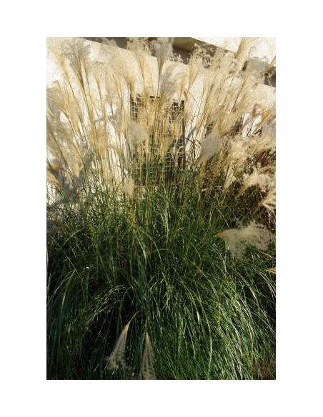 Miscanthus sinensis
