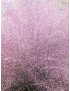 Muhlenbergia capillaris (maceta 12 cm Ø) 2