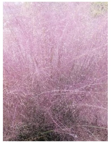 Muhlenbergia capillaris (test 12 cm Ø)