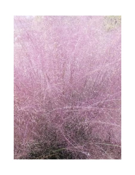 Muhlenbergia capillaris (test 12 cm Ø)