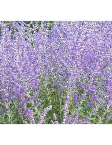 Perovskia 'blue spire'