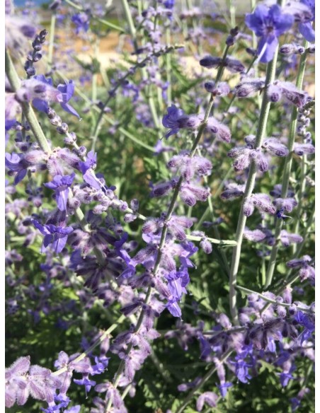 Perovskia 'blue spire'