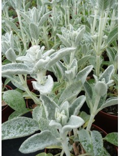 Stachys byzantina (test 14 cm)