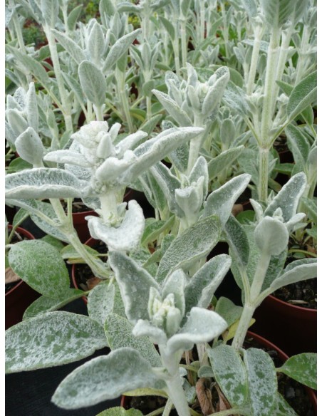 Stachys Byzantina (vaso de 14 cm)
