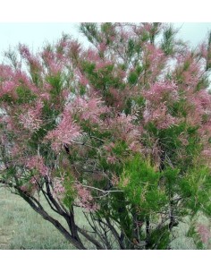 Tamarix Romosissima