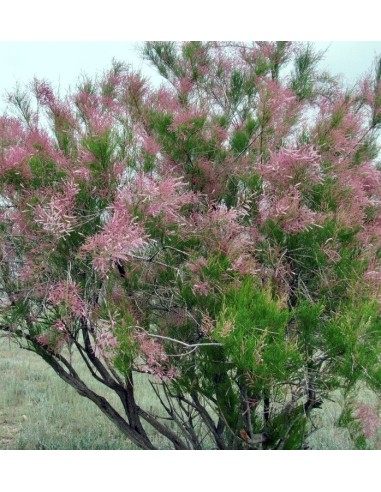 Tamarix Romosissima