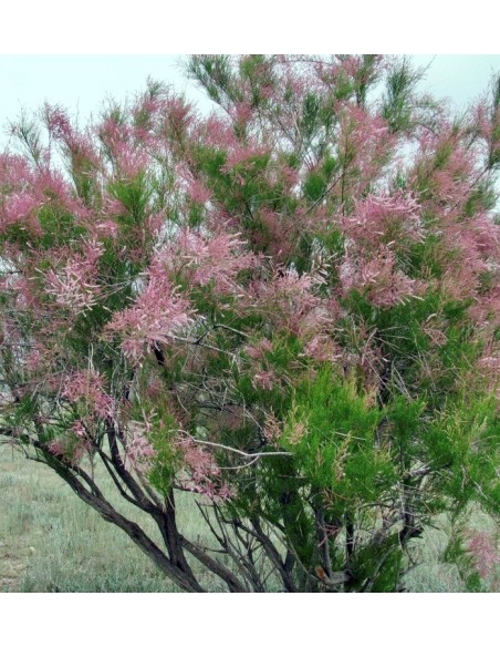 Tamarix Romosissima