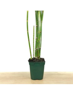 Equisetum hyemale (maceta 12 cm ø)