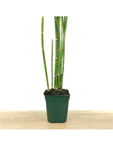 Equisetum hyemale (vaso 12 cm ø)