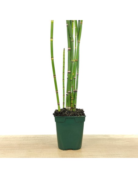 Equisetum hyemale (vaso 12 cm ø)