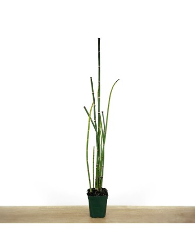Equisetum hyemale (vaso 12 cm ø)