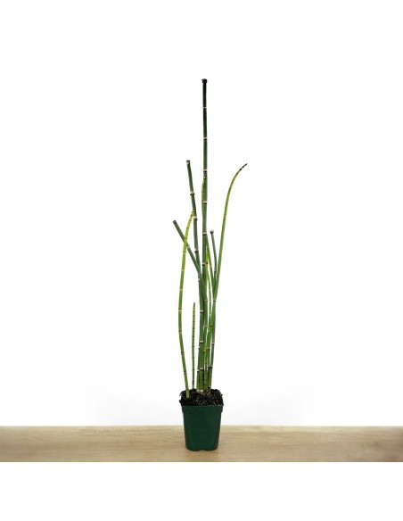 Equisetum hyemale (vaso 12 cm ø)