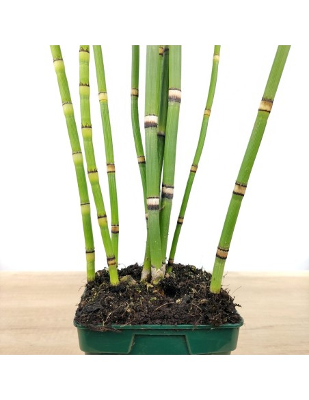 Equisetum hyemale (vaso 12 cm ø)