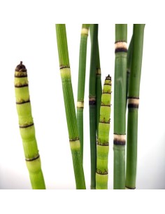 Equisetum hyemale (maceta 12 cm ø) 2