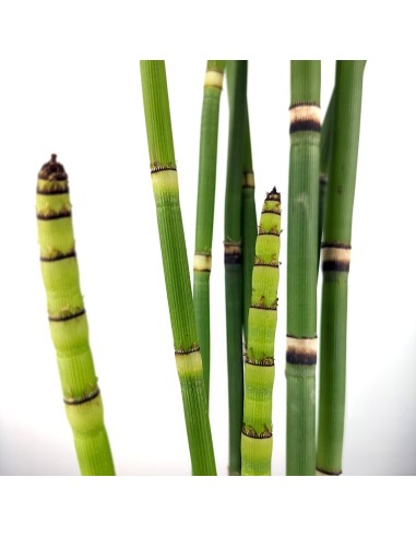 Equisetum hyemale (vaso 12 cm ø)