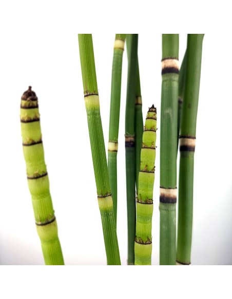Equisetum hyemale (vaso 12 cm ø)