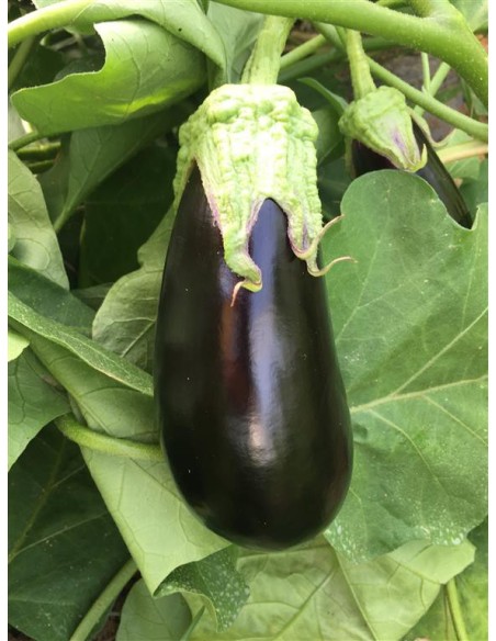 Semilla berenjena Belona F1 (híbrida) (semilarga) (1.000 semillas)