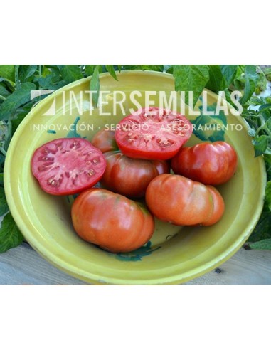 Semente de tomate Genuino F1 (híbrida) (colarinho verde grosso) (1.000 semillas)