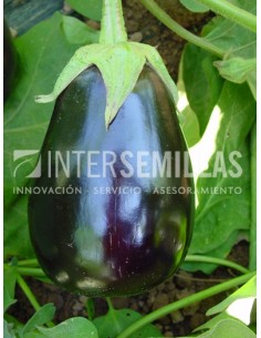 Graine d'aubergine Bonica F1 (hybride) (globosa)  (1.000 Graine)