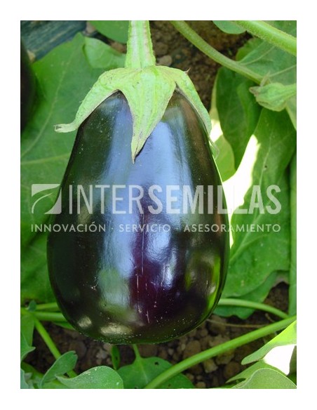 Graine d'aubergine Bonica F1 (hybride) (globosa)  (1.000 Graine)
