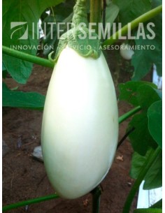 Semilla berenjena Clara F1 (híbrida) (Blanca) (1.000 semillas)