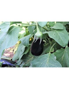 Graine d'aubergine Belona F1 (hybride) (mi-long)  (1.000 Graine)
